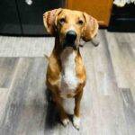 Dobby Great Dane Bloodhound Mix Dog Adoption San Antonio TX (8)