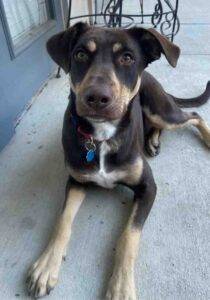 Doberman pinscher mix dog for adoption in dallas texas 1 (3)