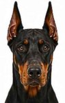 Doberman Pinscher large dog breed portrait for adoption and rehoming