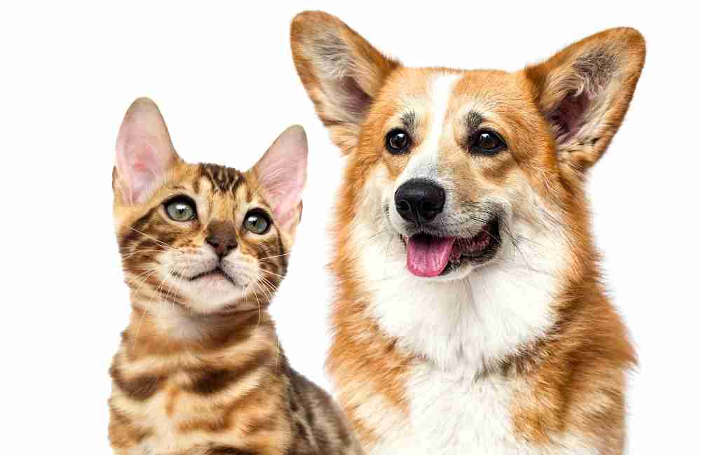 Pets For Adoption Near You – Adopt a Pet
