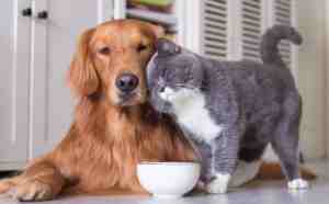 Dog and cat rehoming services