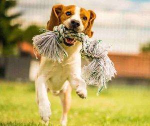 Photo Cute cavalier mix dog running to owner with toy in mouth