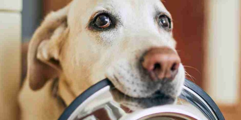 Photo of an adorable Labrador Retriever holding his dog dish in his mouth looking like he wants to be fed