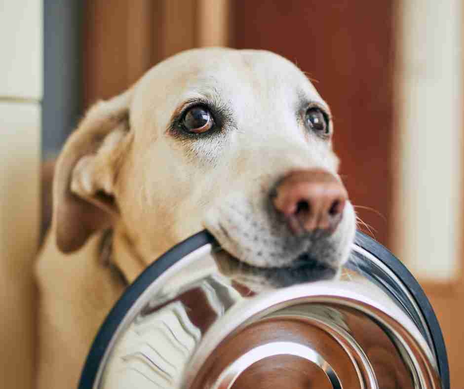 Photo of an adorable Labrador Retriever holding his dog dish in his mouth looking like he wants to be fed