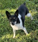 Rat Terrier Dog For Adoption In Westphalia Indiana