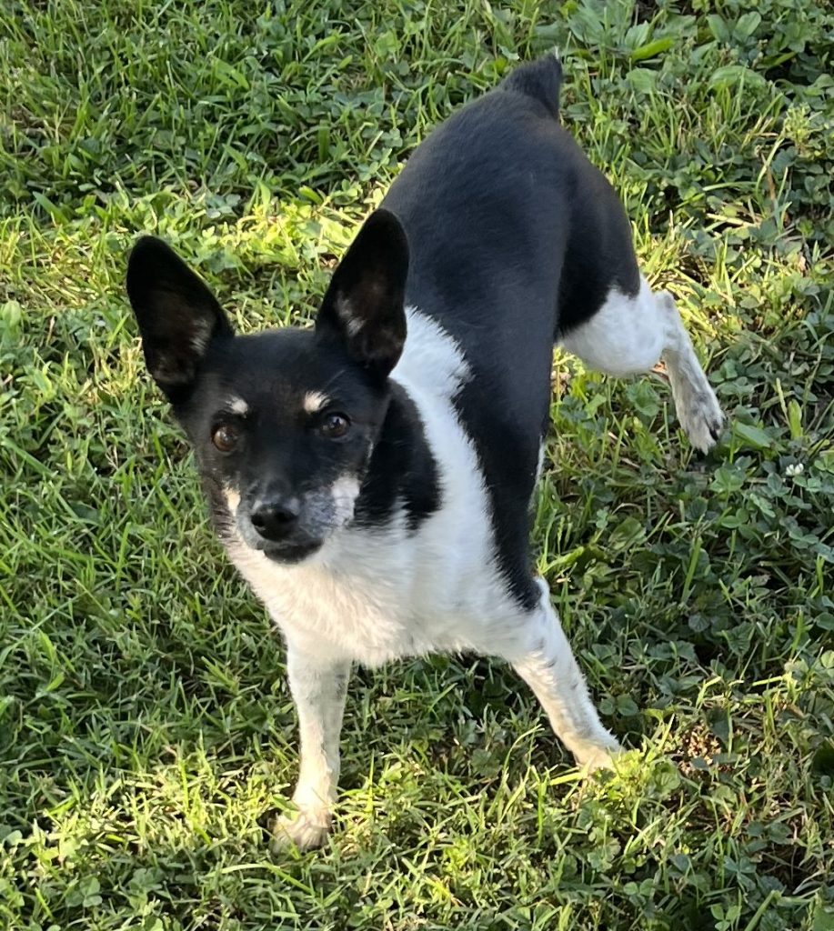 Rat Terrier dog for adoption in Westphalia Indiana