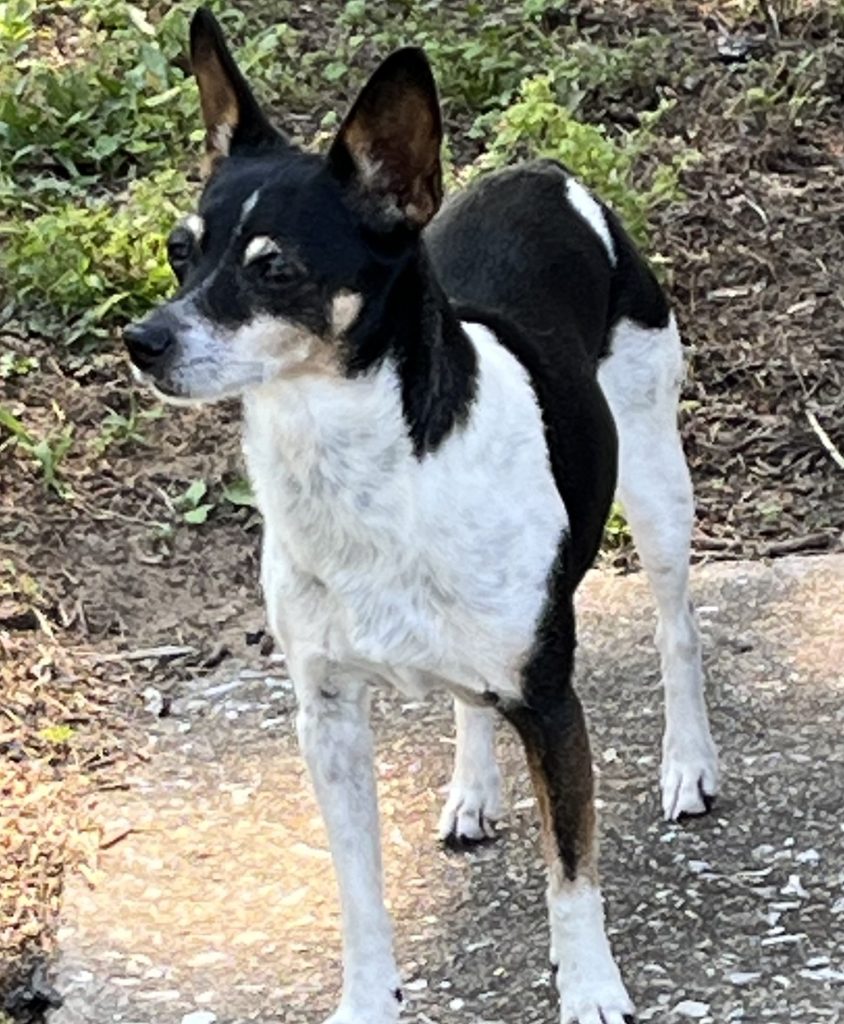 Rat Terrier dog for adoption in westphalia indiana looks off to the side