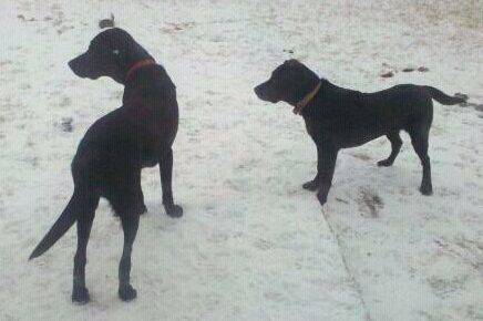 Pair of purebred labrador retriever dogs for adoption in austin tx