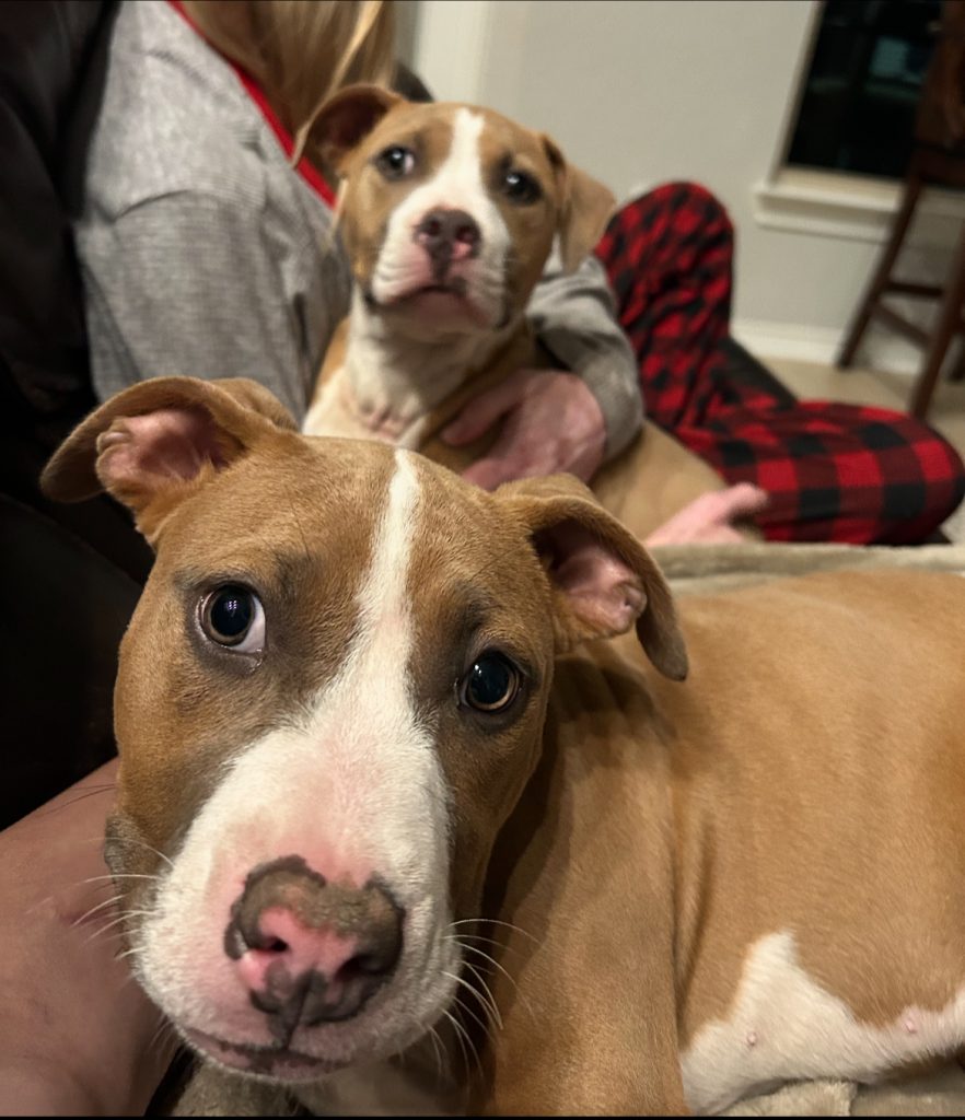Two Boxer American Bully Puppies For Adoption – San Antonio TX – Meet River & Phoenix