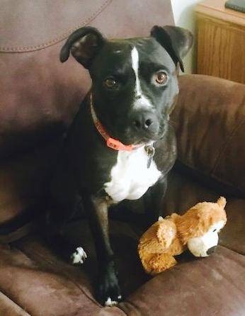 Adopted  black lab pitbull mix dog  near baltimore – domino