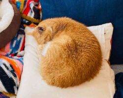Doobie egyptian orange tabby cat adoption philadelphia 222