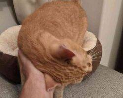 Doobie egyptian orange tabby cat adoption philadelphia 222