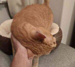 Doobie egyptian orange tabby cat adoption philadelphia 222