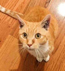 Egyptian mau orange tabby mix cat for adoption in philadelphia pa – supplies included – adopt doobie