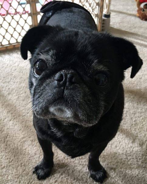 Dooly - black pug for adoption knoxville tn tennessee 1