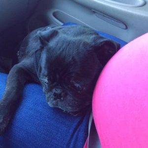 Dooly - black pug for adoption knoxville tn tennessee