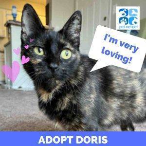 Stunning tortoiseshell cat for adoption in houston texas – supplies included – adopt doris