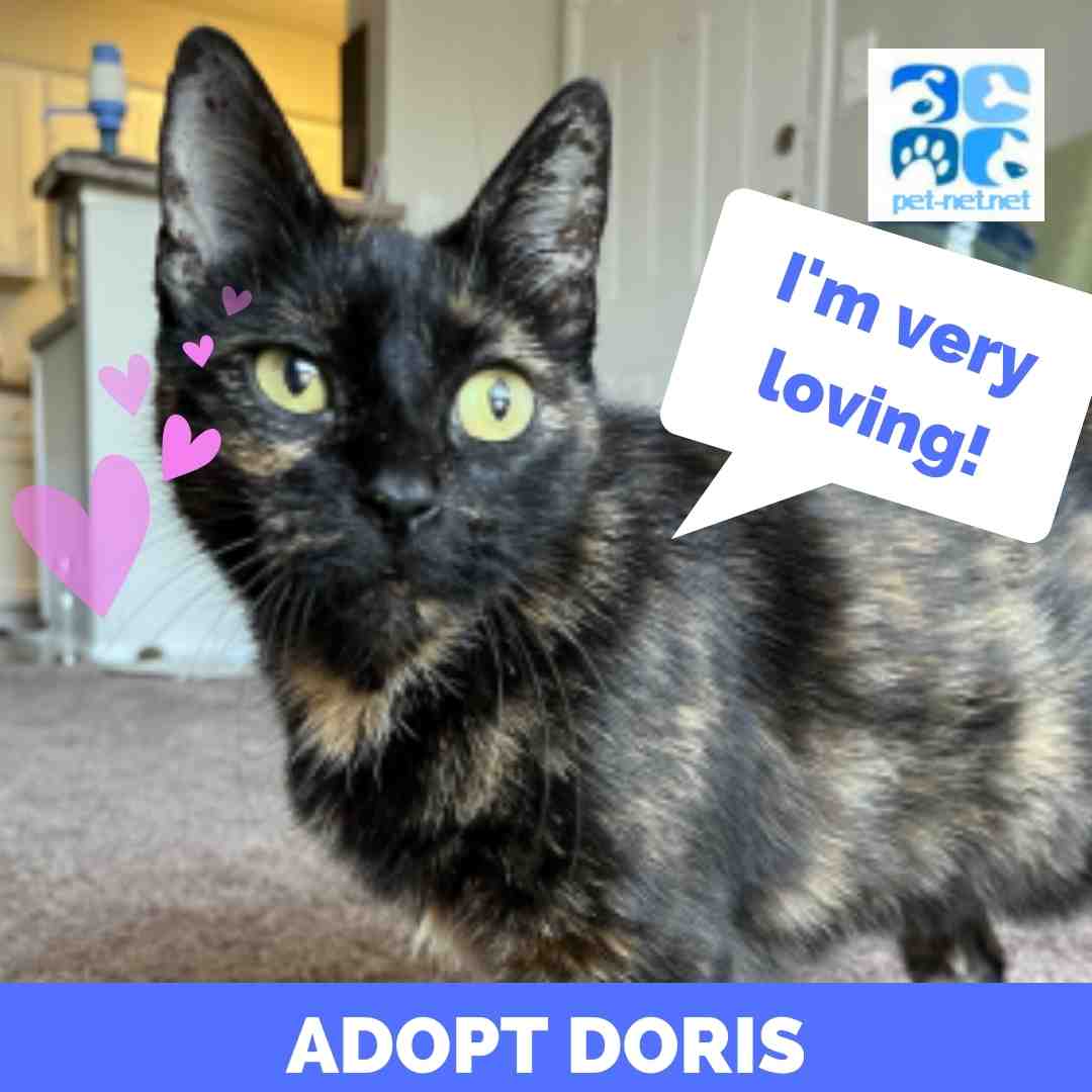 Doris Tortoiseshell Cat Adoption Houston Texas