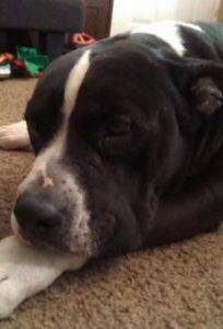 Pitbull mix dog for adoption in gilbert, arizona – adopt dozer today!