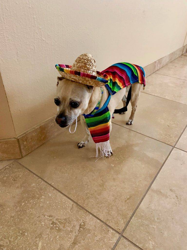 Chug for adoption in scottsdale az