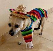 Chug For Adoption In Scottsdale AZ