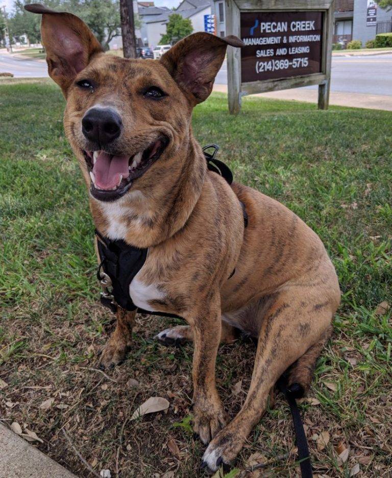 Brindle Frenchie Corgi Mix Dog For Private Adoption in Dallas TX ...