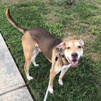 German Shepherd Lab Mix Dog For Adoption Atlanta GA