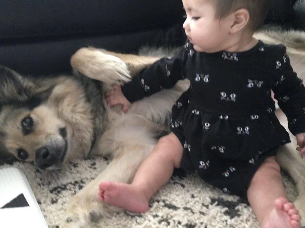 Sweet DeHavilland - Collie German Shepherd mix Adopted in Calgary AB