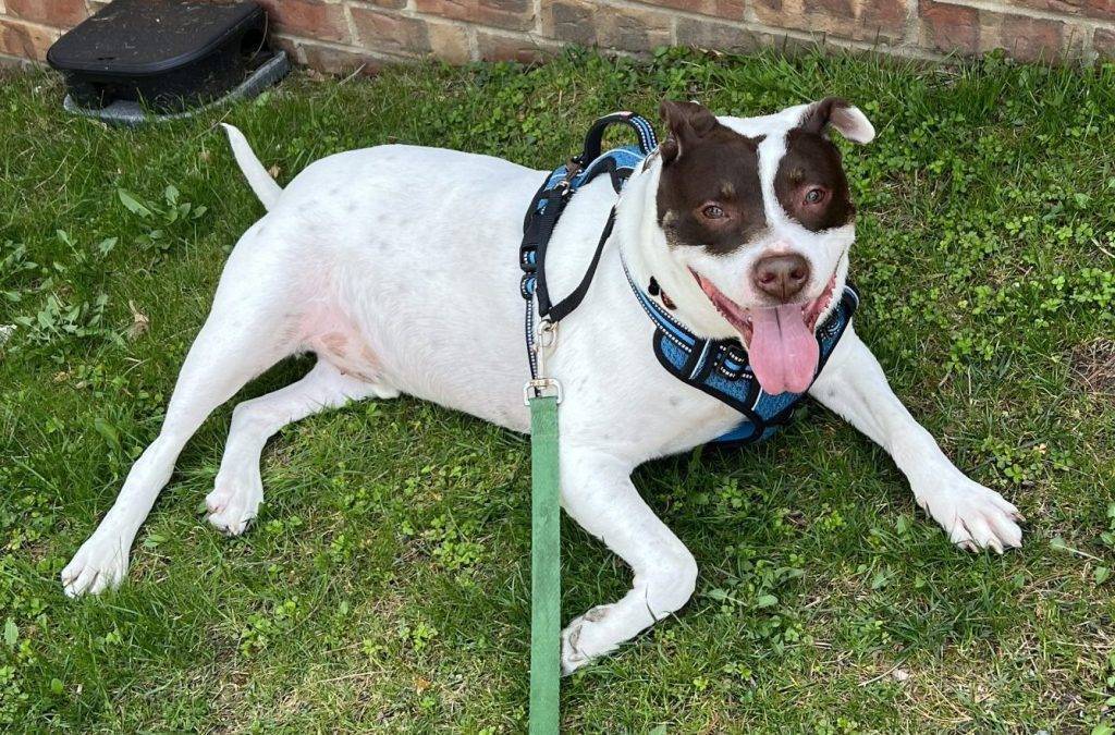 Pitbull Mix Dog for Adoption in Bronxville New York – Meet Duke