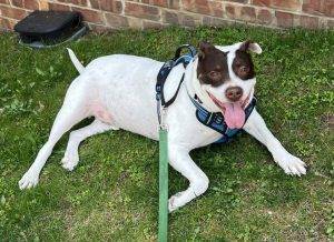 Pitbull mix dog for adoption in bronxville new york – meet duke