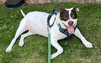 Pitbull mix dog for adoption in bronxville new york – meet duke