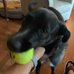 Duke labrador retriever border collie mix dog adoption airdrie ab (15)