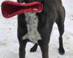 Duke Labrador Retriever Border Collie Mix Dog Adoption Airdrie AB (15)