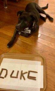 Duke labrador retriever border collie mix dog adoption airdrie ab (15)