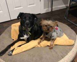 Duke Labrador Retriever Border Collie Mix Dog Adoption Airdrie AB (15)