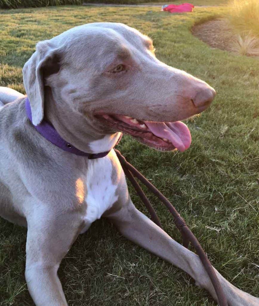 Duke weimaraner labrador retriever mix dog for adoption austin tx
