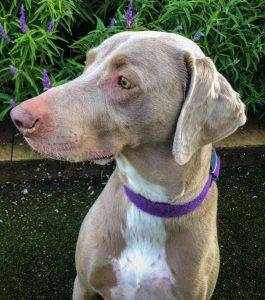 weimaraner and german shorthaired pointer mix