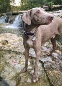Duke weimaraner labrador retriever mix dog for adoption austin tx