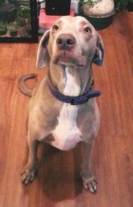 Duke weimaraner labrador retriever mix dog for adoption austin tx