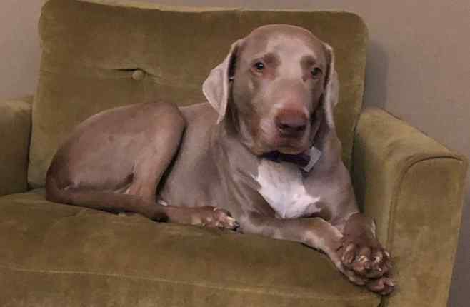 Duke weimaraner labrador retriever mix dog for adoption austin tx