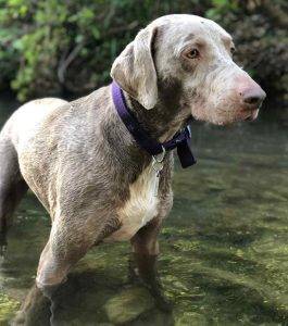 Duke weimaraner labrador retriever mix dog for adoption austin tx