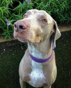 Duke weimaraner labrador retriever mix dog for adoption austin tx