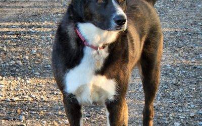 Siberian Husky Border Collie Mix (Border Husky) Dog For Adoption in Bragg Creek AB – Adopt Handsome Duke