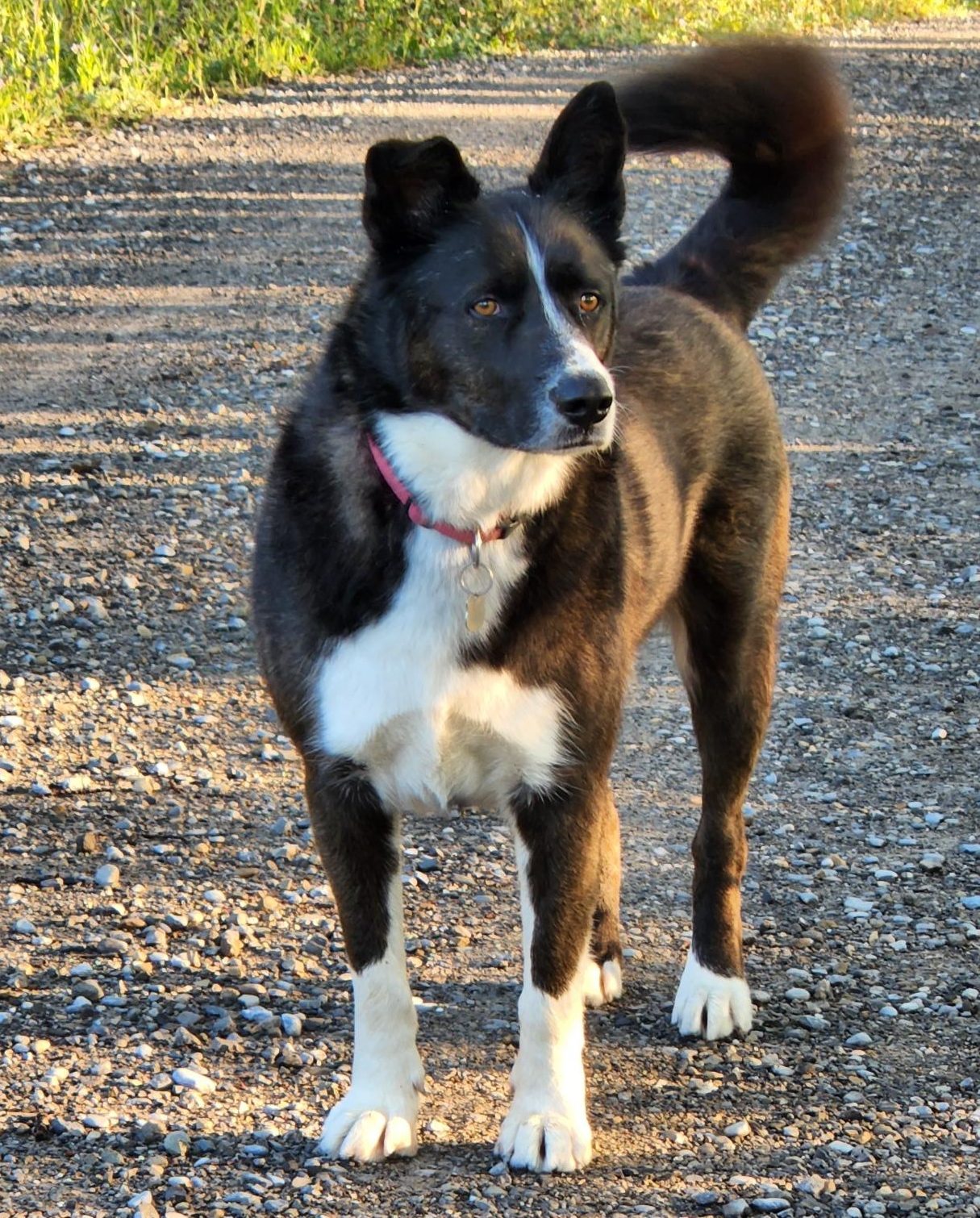 With his big, bushy Siberian Husky tail and his Border collie coloring and markings, Duke, available for adoption in Bragg Creek AB, is a handsome and healthy dog.