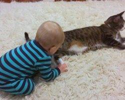 Duncan - Tuxedo Tabby Cat For Adoption In Virginia2