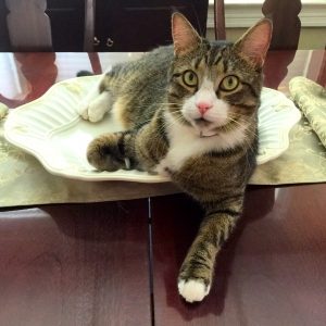 Duncan - tuxedo tabby cat for adoption in virginia2
