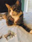 Duncan - Tuxedo Tabby Cat For Adoption in Virginia2
