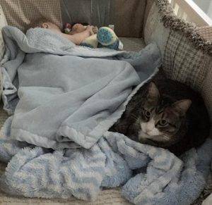 Duncan - Tuxedo Tabby Cat For Adoption in Virginia2