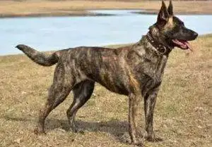Dutch Shepherd Rehoming