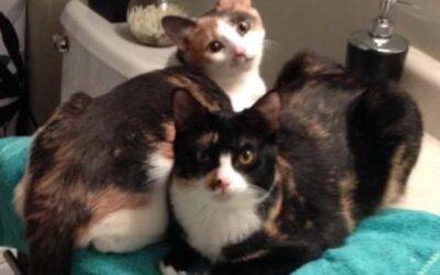 Bonded calico cats for adoption in edmonton ab – supplies included – adopt roxy and rusko